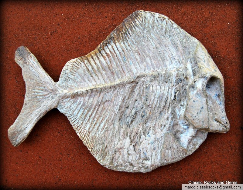 sp. Kugelzahnfisch Fisch Fossil Brasilien Fossil Pesce
