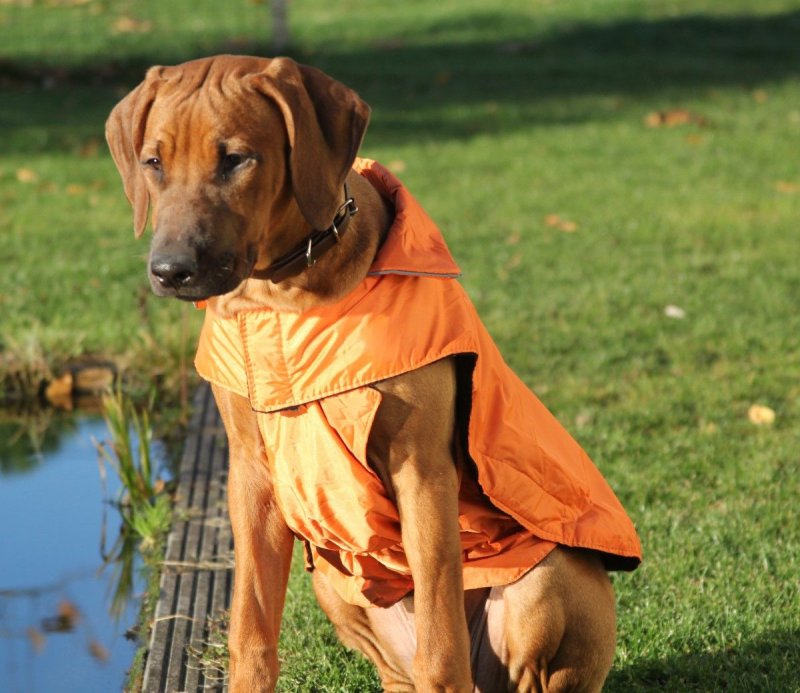 Hundemantel Regenmantel Hund Hundebekleidung Hundejacke Wintermantel