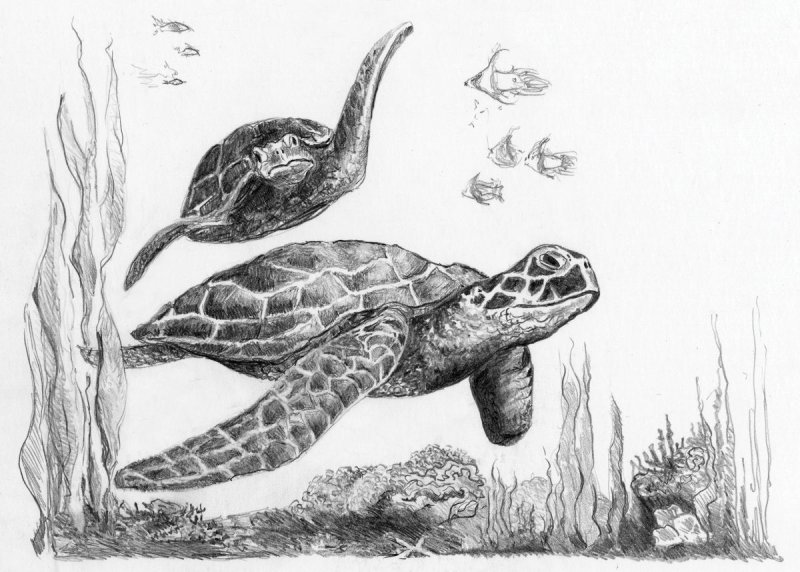 Sketching - Skizzieren - Malen mit Bleistift Schildkröte