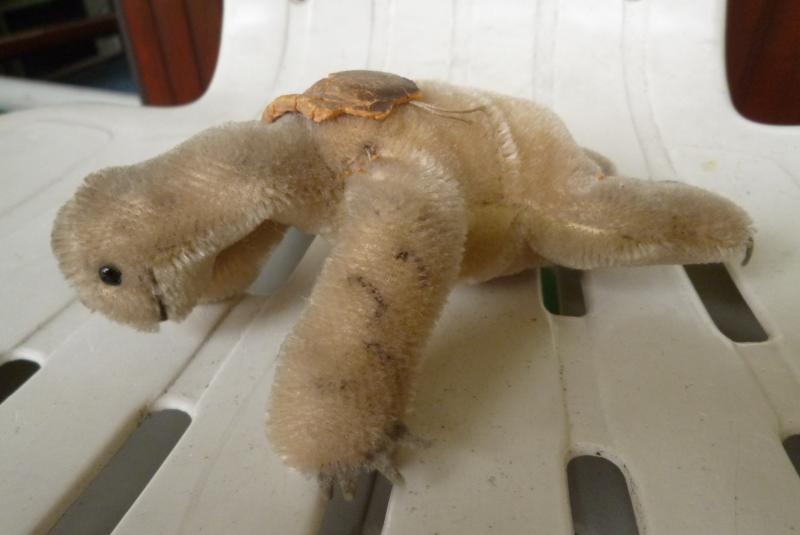 Wie Sieht Eine Schildkröte Ohne Panzer Aus www.ebay.de